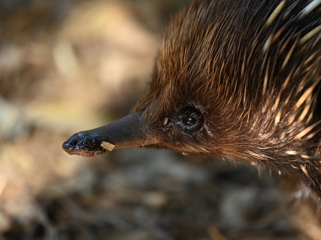 Featherdale Sydney Wildlife Park-Doonside必去景点