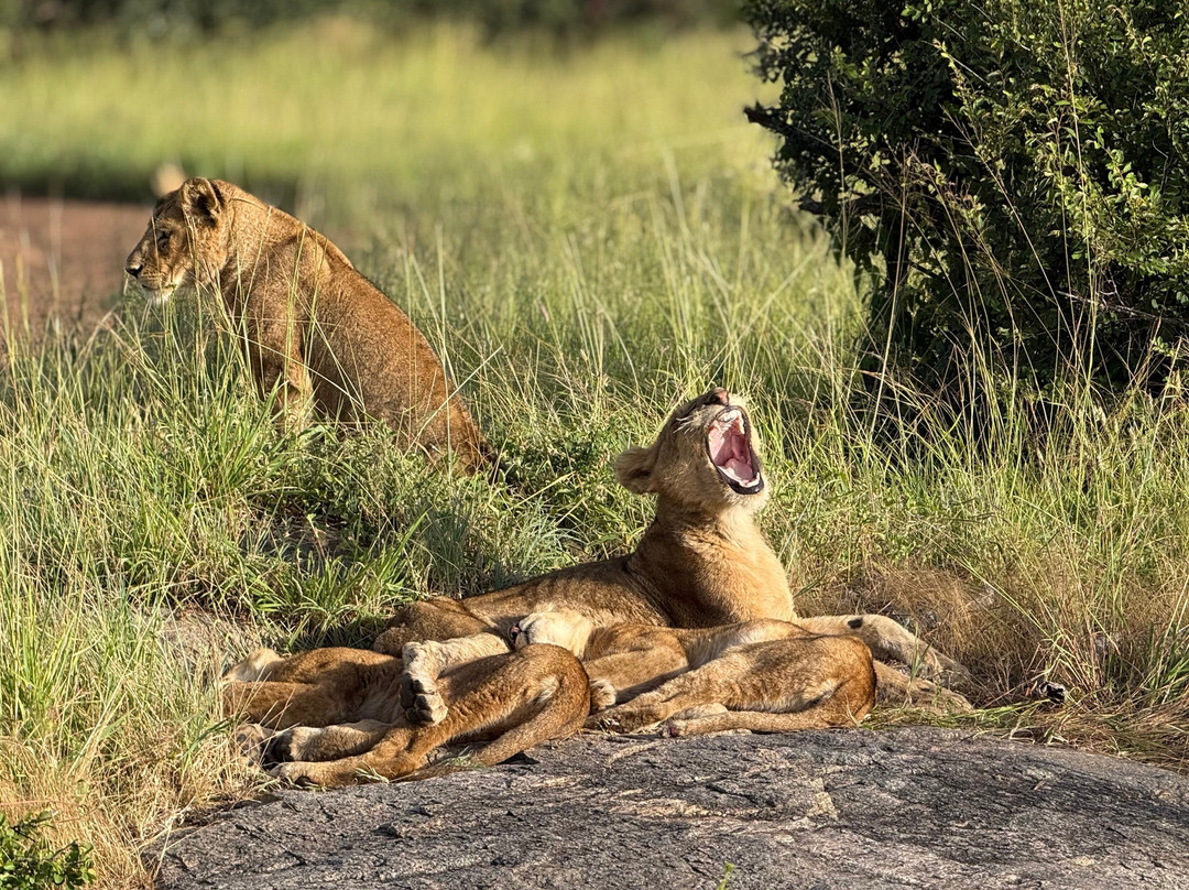 Tazama Africa Tours and Safari-阿鲁沙国家公园必去景点