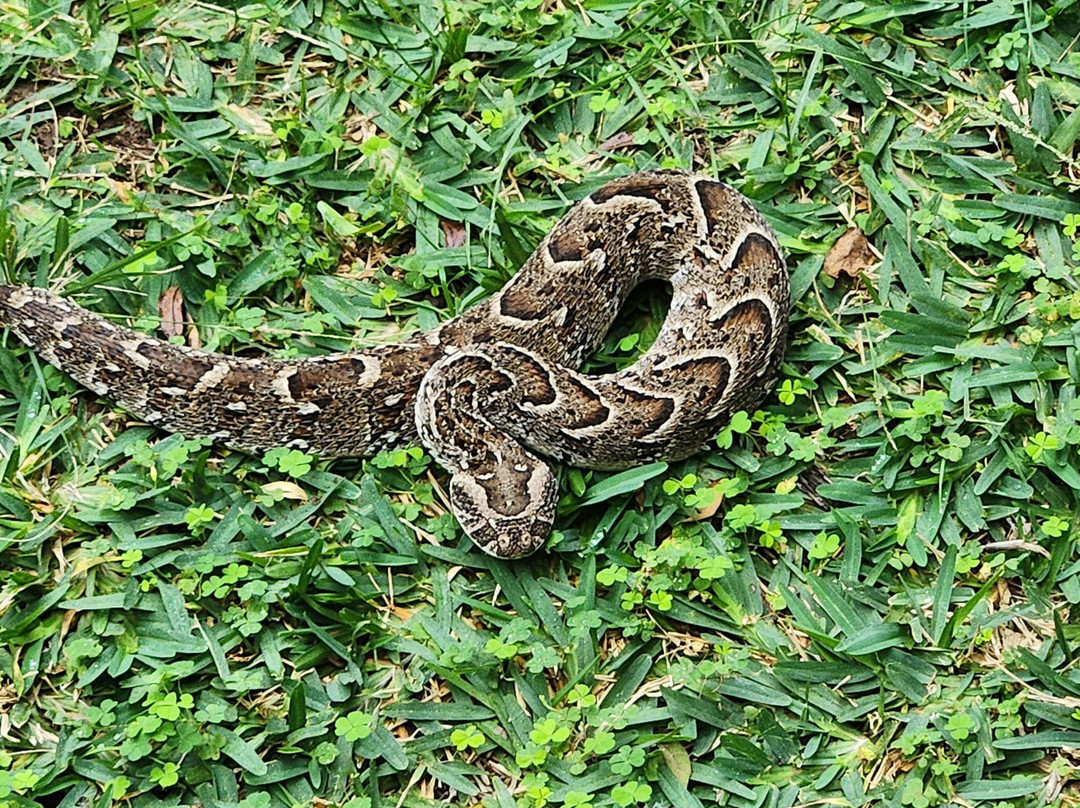Hoedspruit Reptile Centre-霍德斯普鲁特必去景点