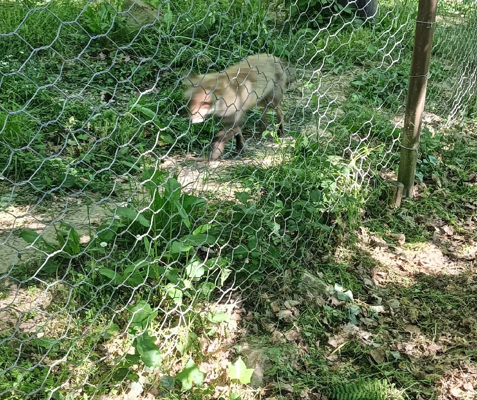 Parco Zoo di Poppi-波皮必去景点