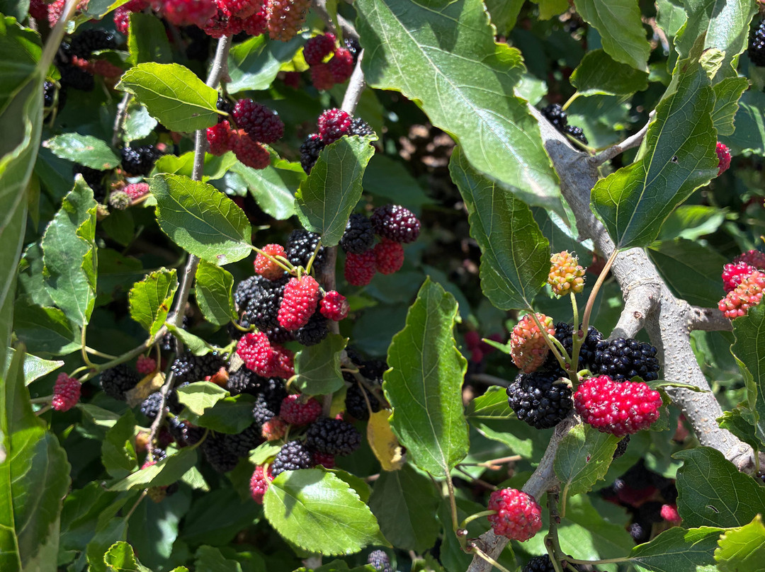 Orchard Of Flavours Botanical Garden-Luz de Tavira必去景点