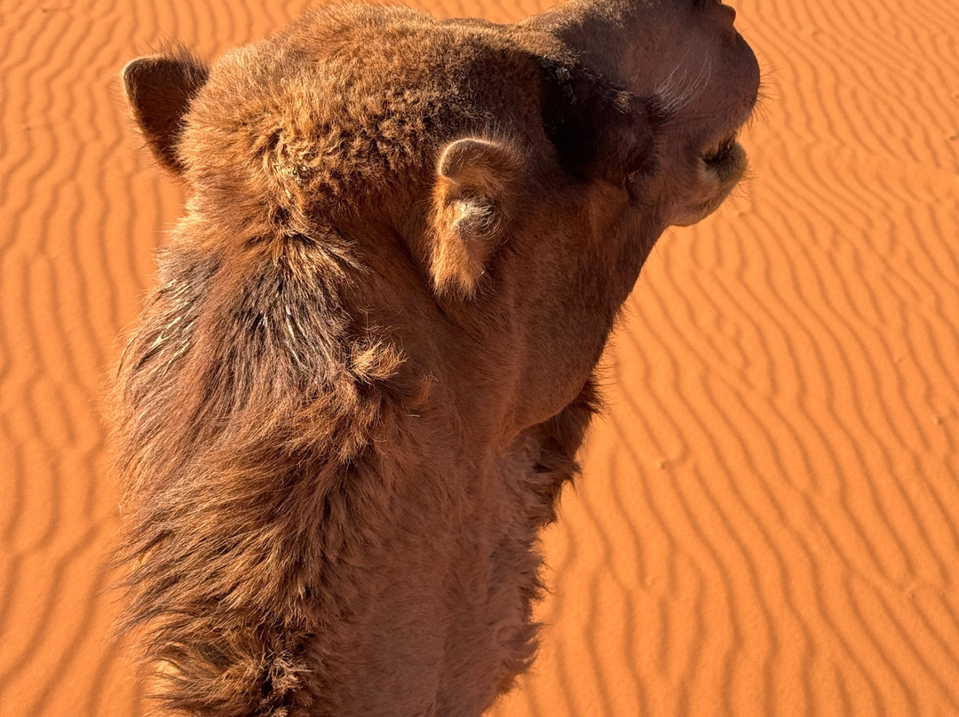 Viagem Marrakech-马拉喀什必去景点