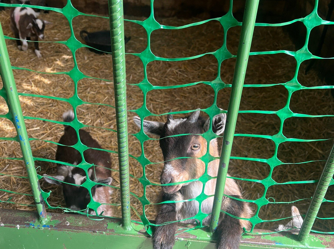 Beetle Bank Open Farm-约克必去景点
