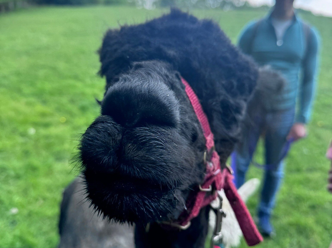 Alpaca Walking - With Spring Farm Alpacas-Fletching必去景点