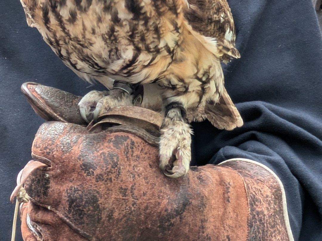 West Sussex Falconry-Compton必去景点