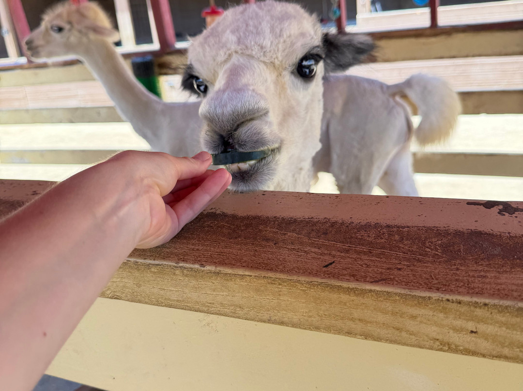 Zoomars at River Street Ranch-San Juan Capistrano必去景点