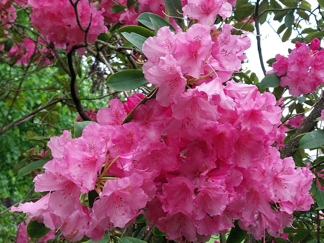 Brobury House Gardens and Cafe-赫里福德必去景点