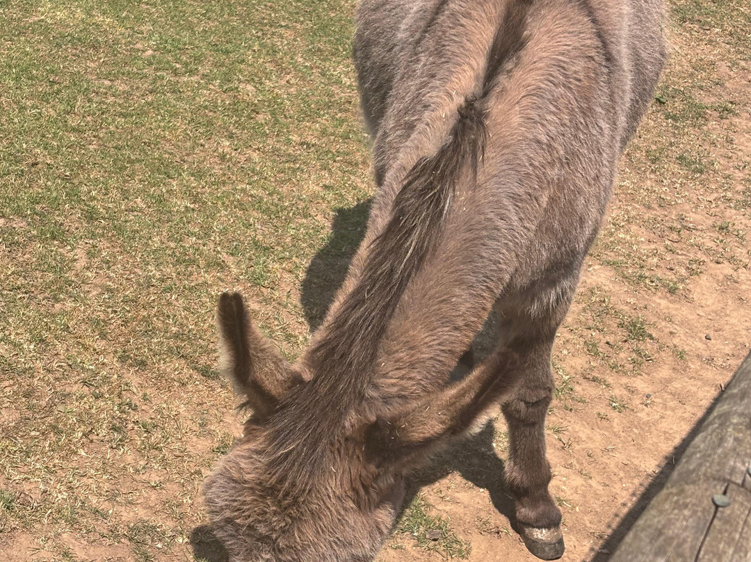 Jimmy's Farm & Wildlife Park-伊普斯威奇必去景点