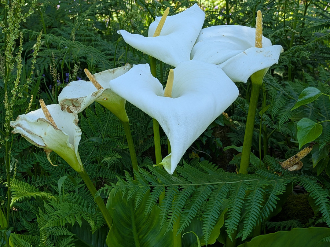 Tanglewood Wild Garden-彭赞斯必去景点