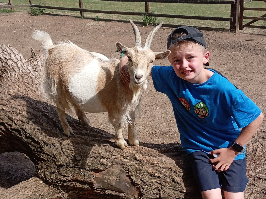 Stantons Farm - Petting Farm-Black Notley必去景点
