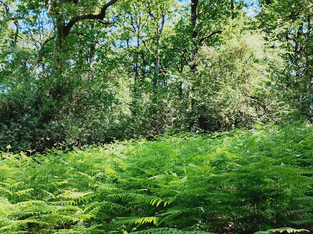 Bosque de Orgi-Lizaso必去景点