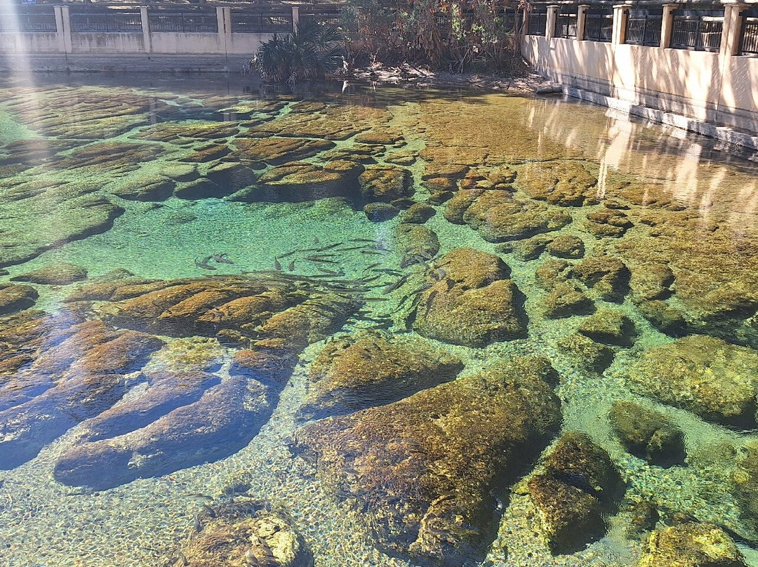 Salt Springs Recreation Area-Salt Springs必去景点