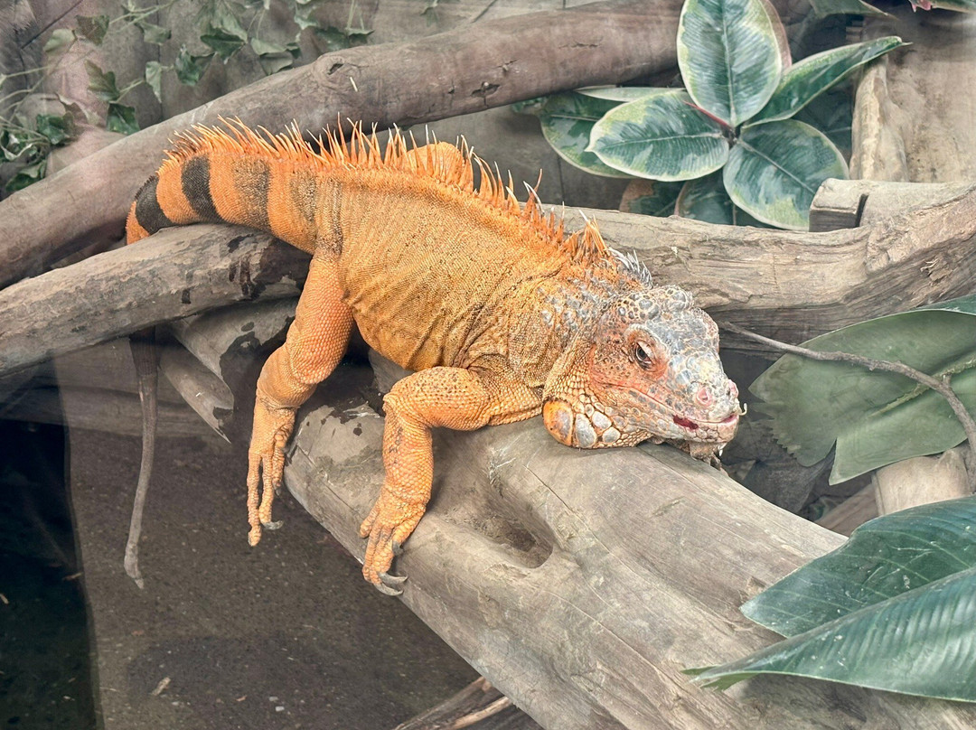 Wingham Wildlife Park-Wingham必去景点