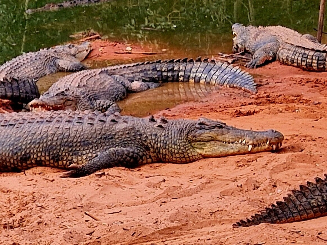 Malcolm Douglas Broome Crocodile Park-布鲁姆必去景点