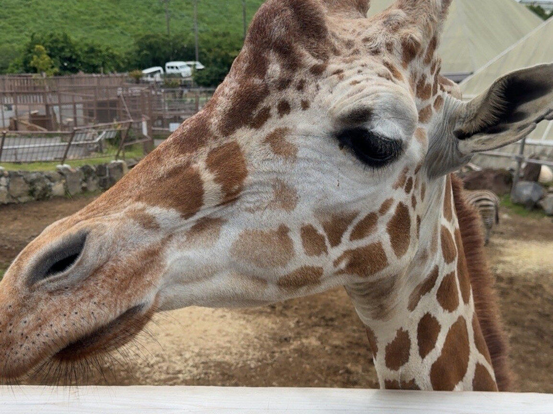 Izu Shaboten Zoo-伊东市必去景点