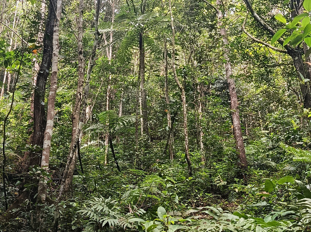 Pelican Safari Tour-Deshaies必去景点