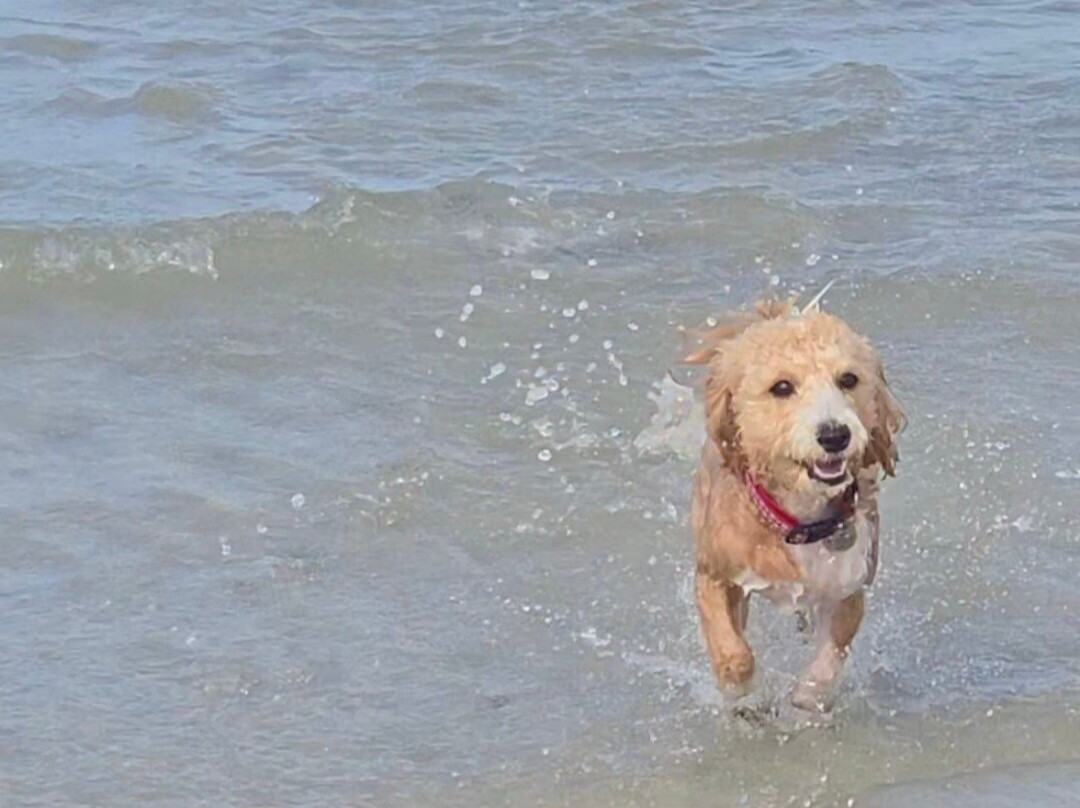 Dog Beach Park-博尼塔斯普林斯必去景点