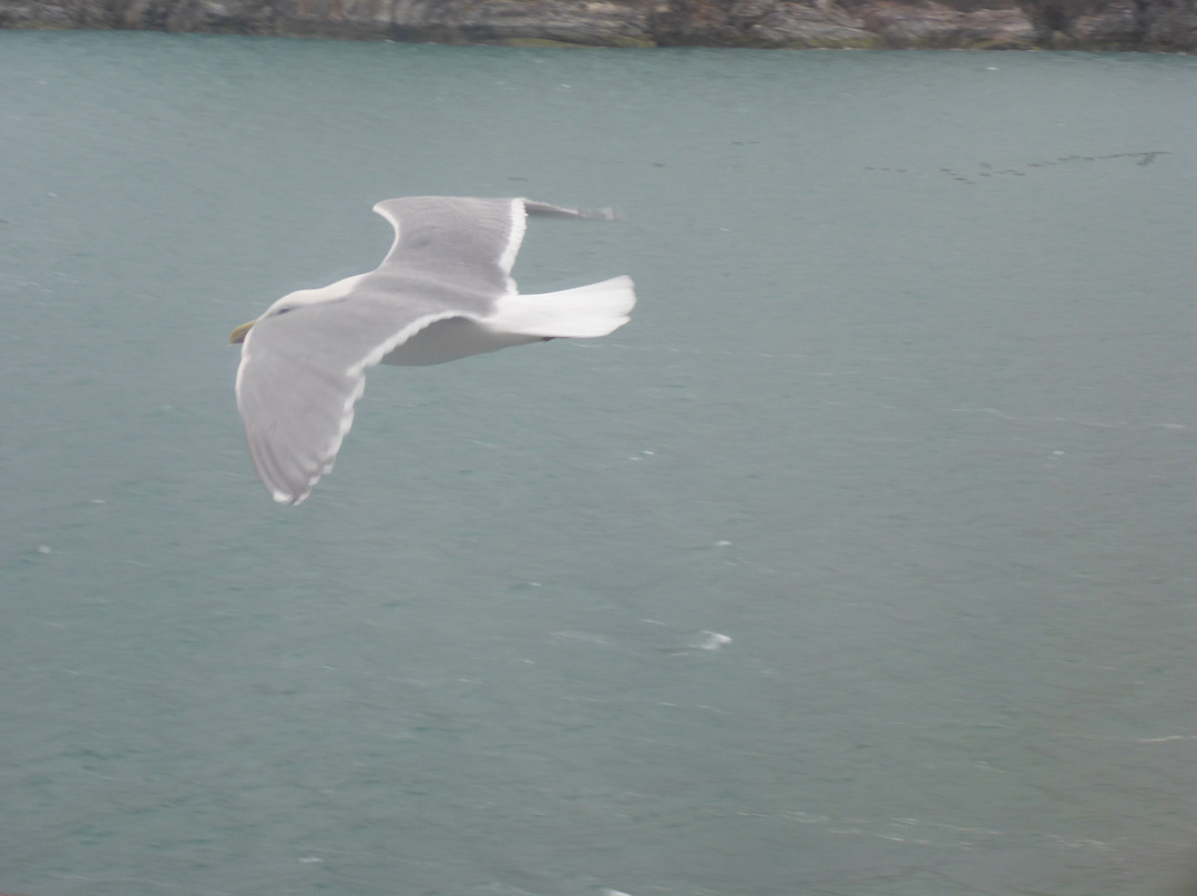 冰川湾-Glacier Bay National Park and Preserve必去景点