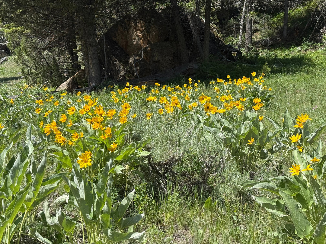 Yellowstone Hiking Guides-黄石国家公园必去景点