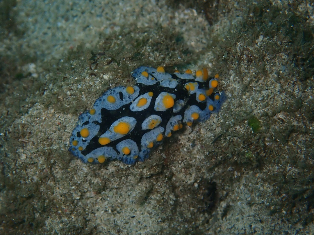 Jellyfish Divers Village-沙努尔必去景点