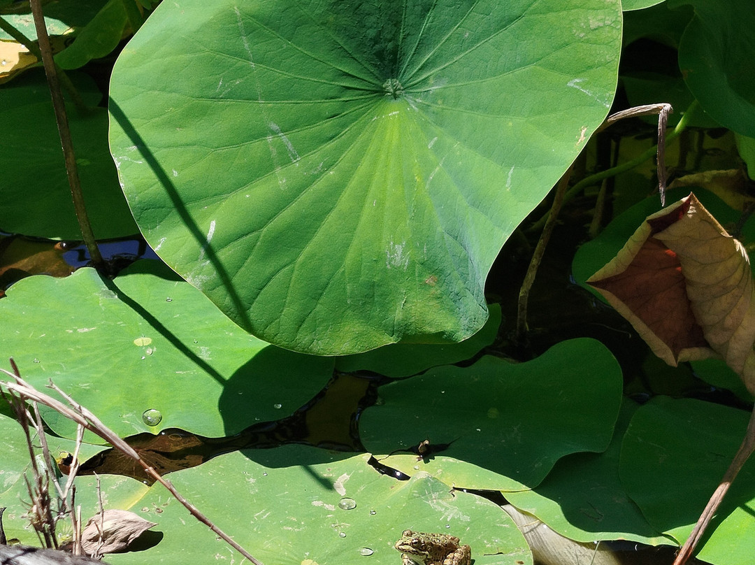 Orchard Of Flavours Botanical Garden-Luz de Tavira必去景点