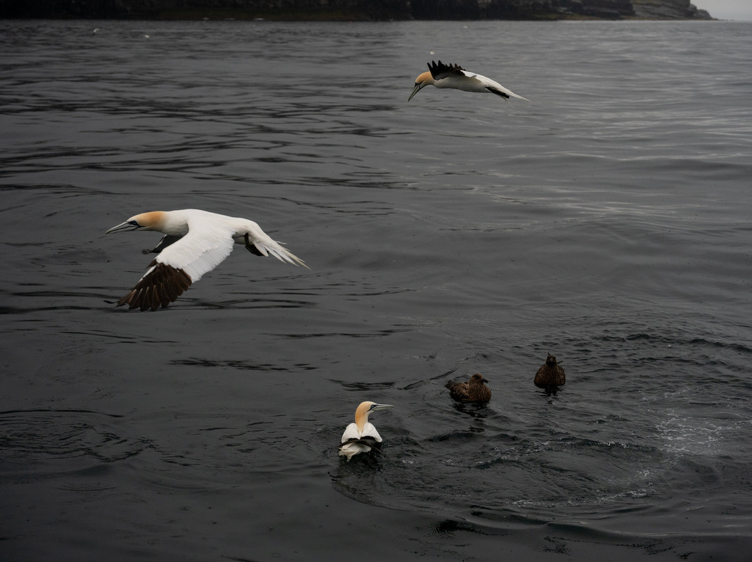 Seabirds and Seals - The Original Noss Boat Tours-Lerwick必去景点