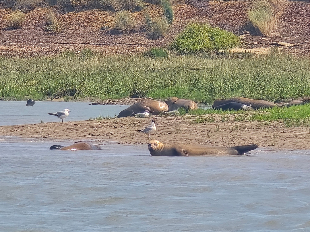 Discovery Seal Trips-Rochford必去景点