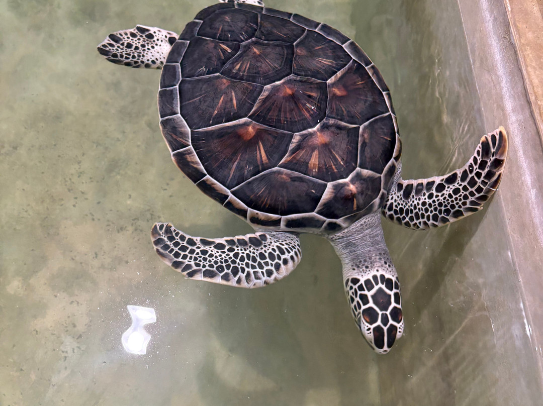 Ahungalla Sea Turtles Conservation And Research Center-亚洪加拉必去景点