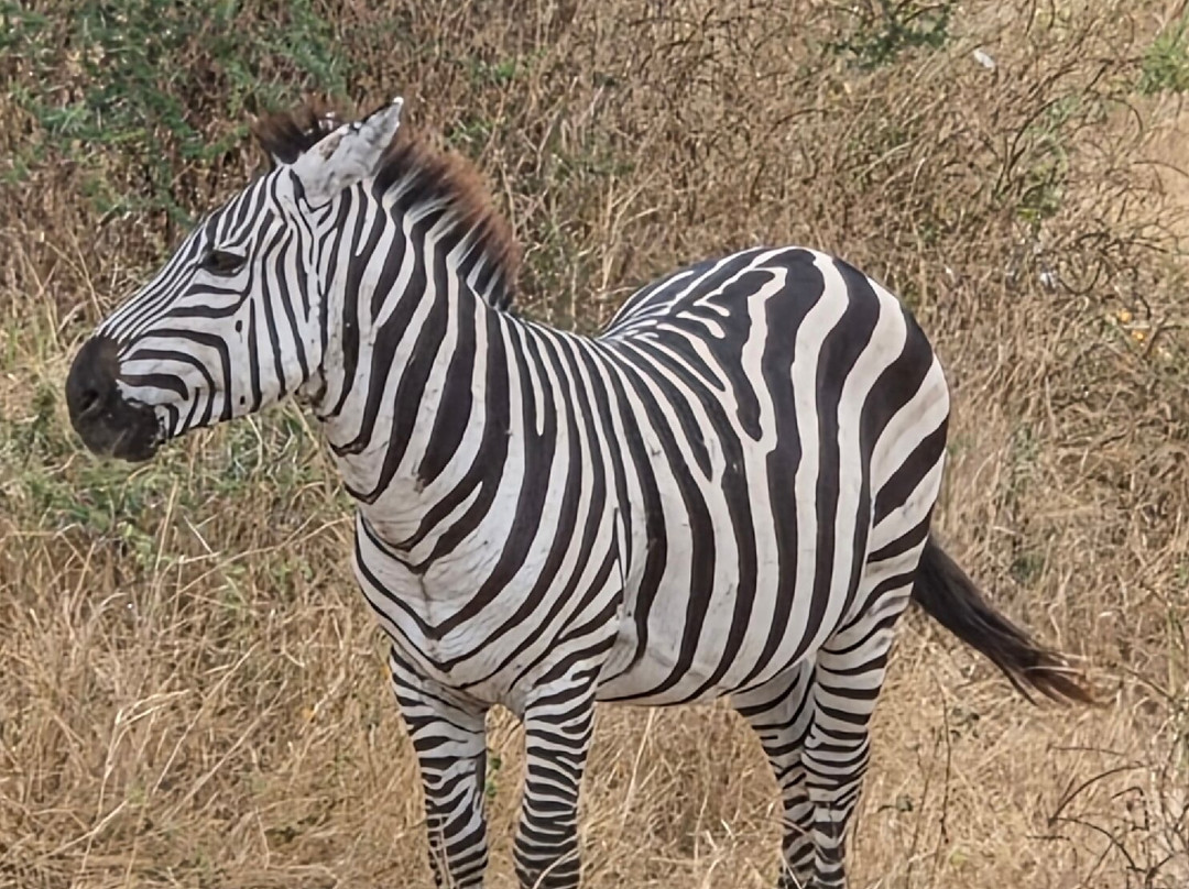 Tanzania Pure Nature and Travel-莫西必去景点