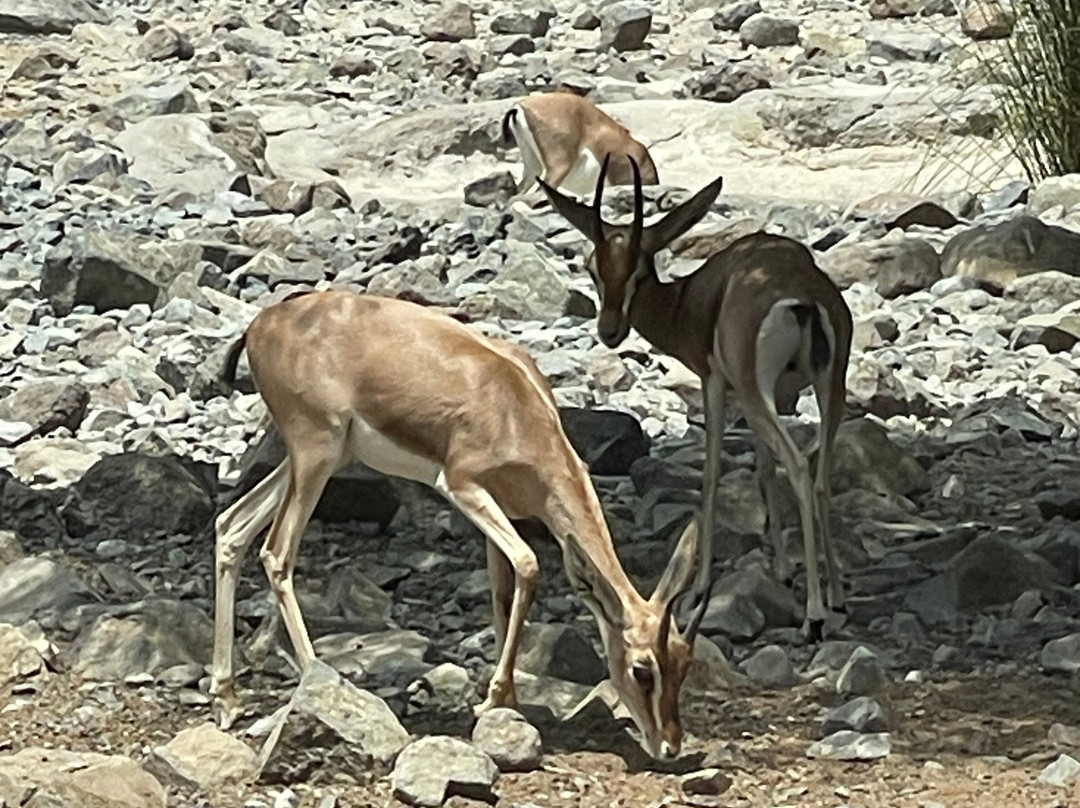 Al Hefaiyah Mountain Conservation Centre-Kalba必去景点