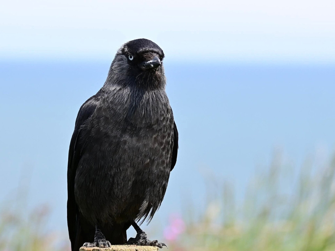 RSPB Bempton Cliffs-Bempton必去景点