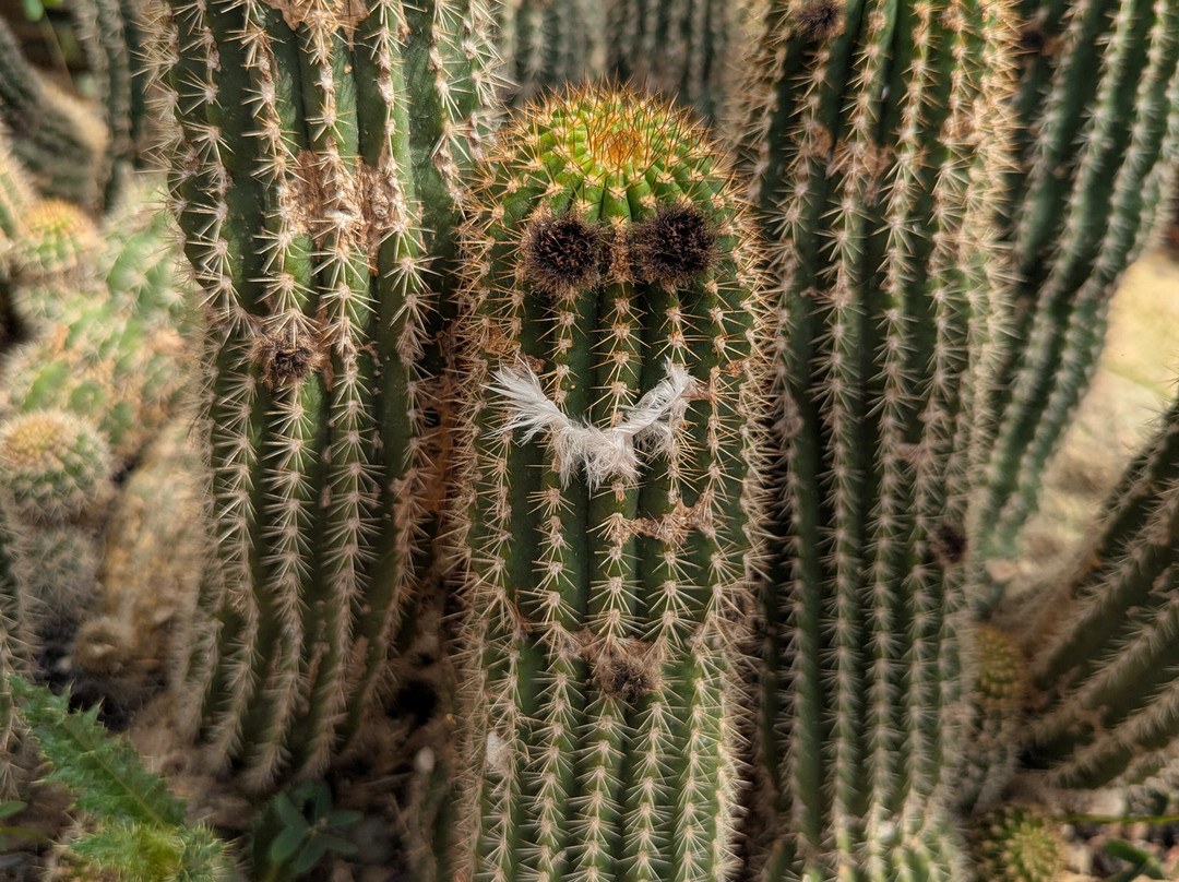 Dundee Botanic Garden-敦提必去景点