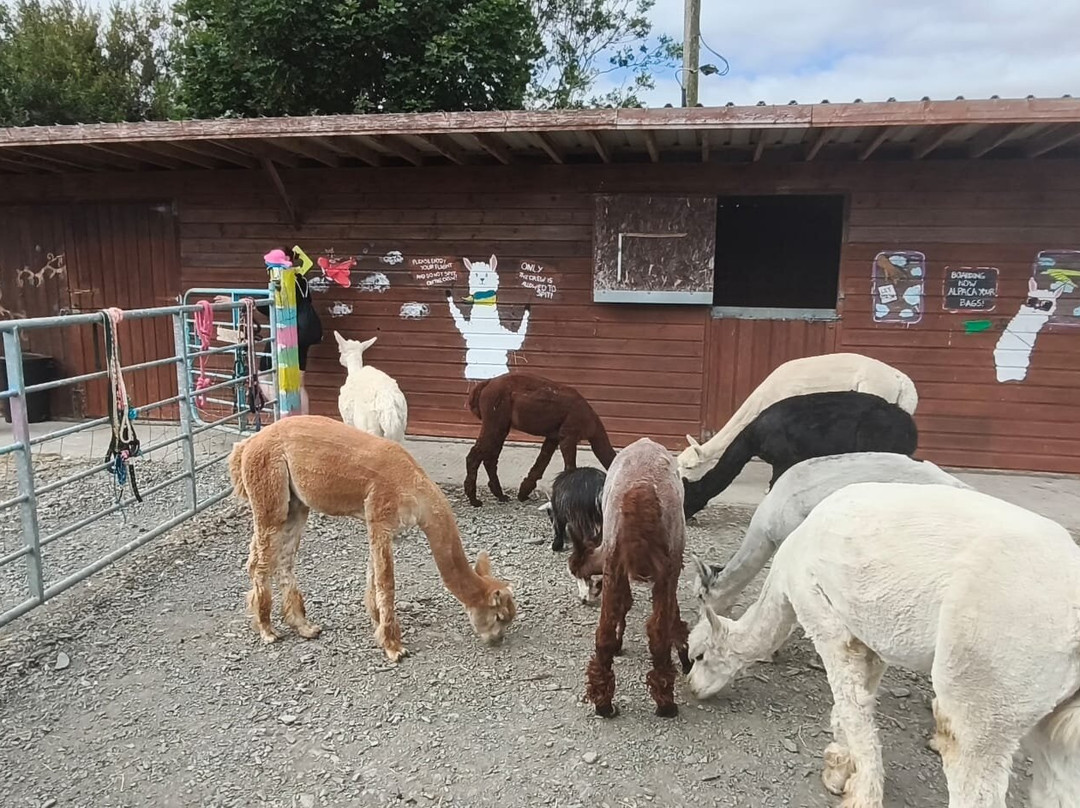 The Flying Alpaca-Kilkee必去景点