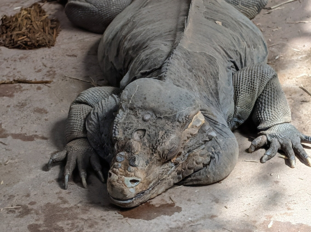Bioparc Fuengirola-福恩吉罗拉必去景点