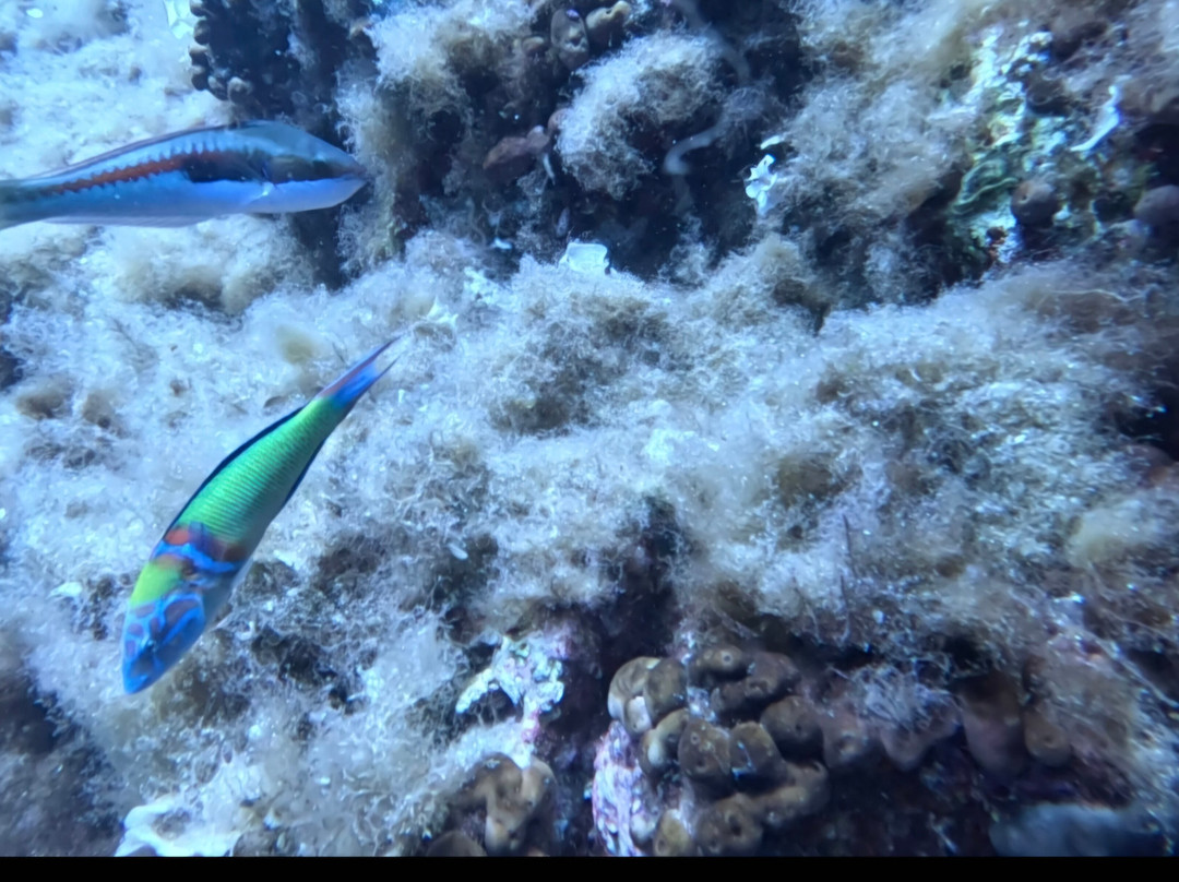 Orca Diving Ustica-Ustica必去景点