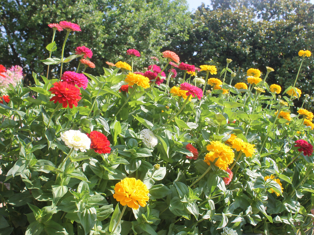 Goodnestone Park Gardens-Goodnestone必去景点