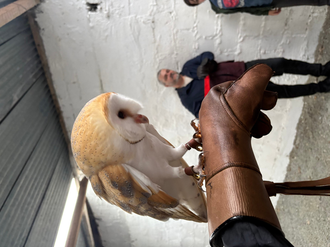 Falconry Kerry-基拉尼必去景点