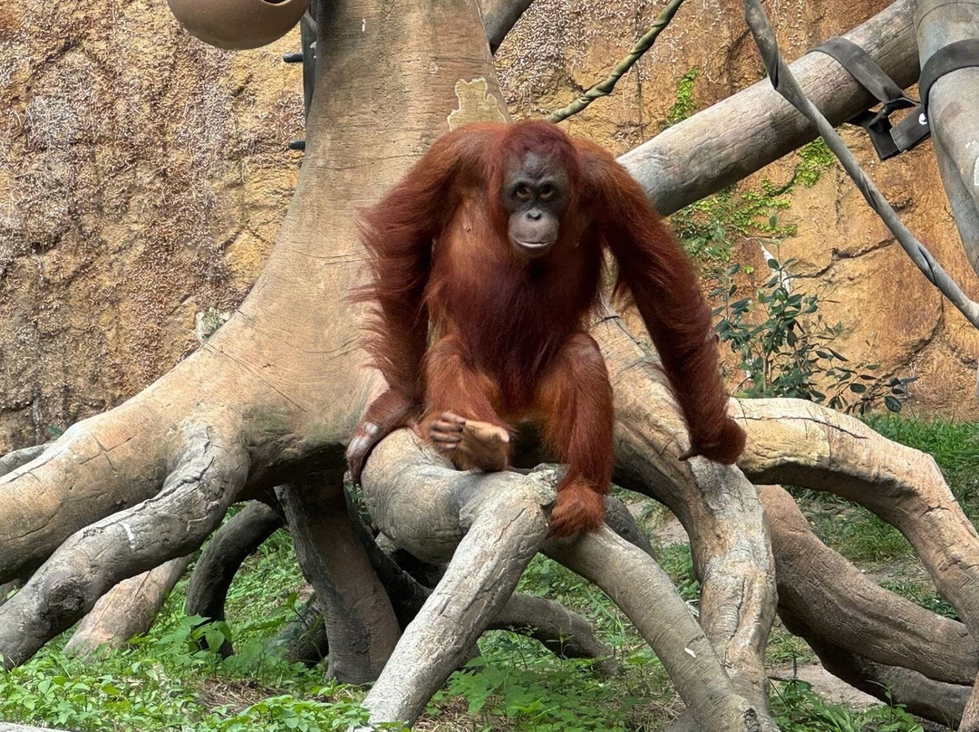 休士顿动物园-休斯顿必去景点