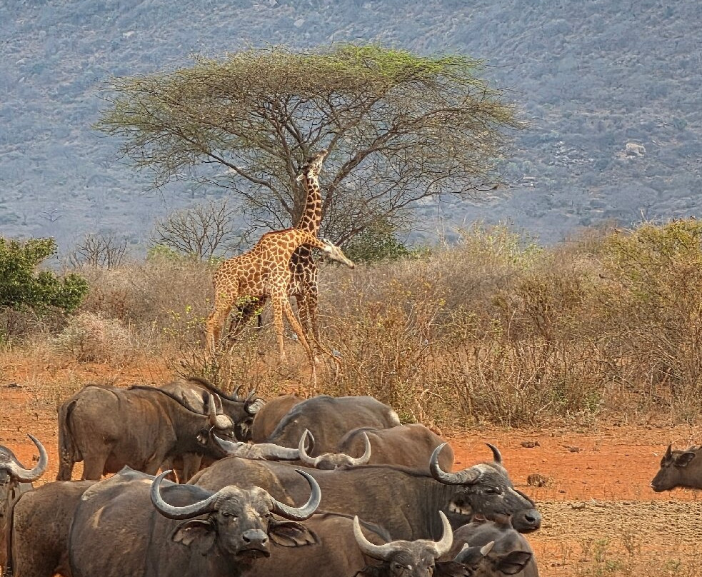 Leopard Orchid Safaris-内罗毕必去景点
