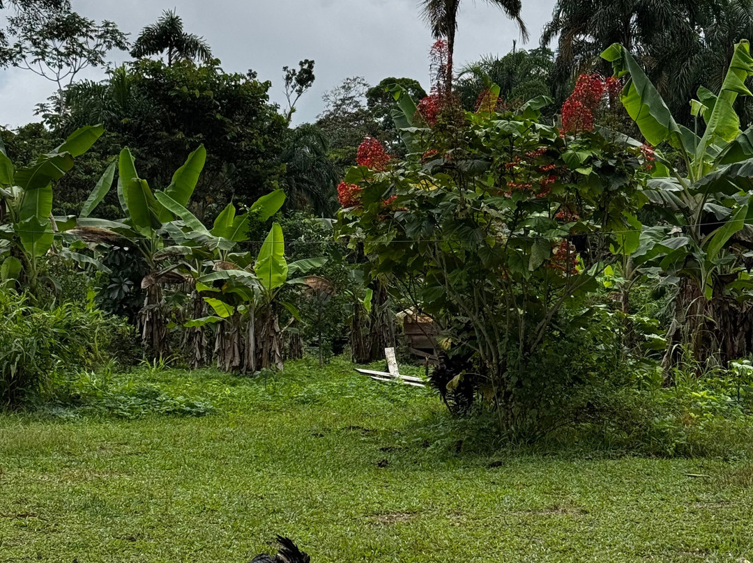 Cuyabeno Dolphin Lodge-Cuyabeno Wildlife Reserve必去景点