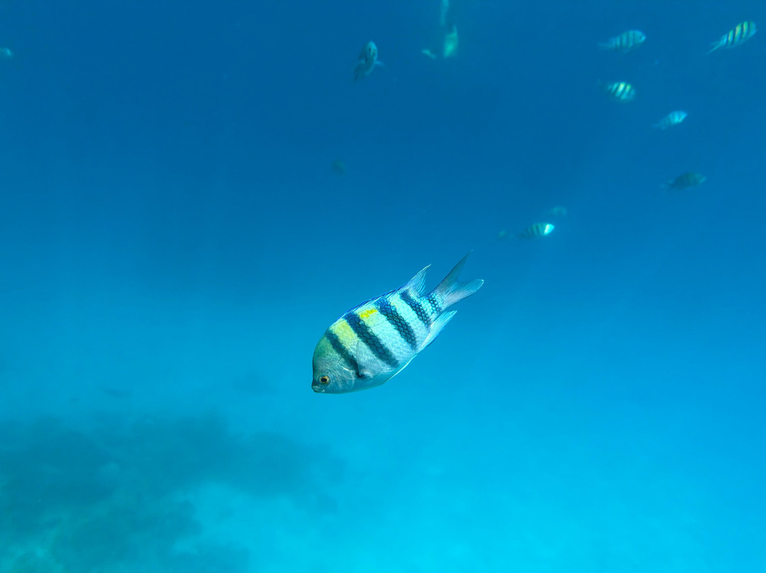 iDive Diving Centre-马卡迪湾必去景点