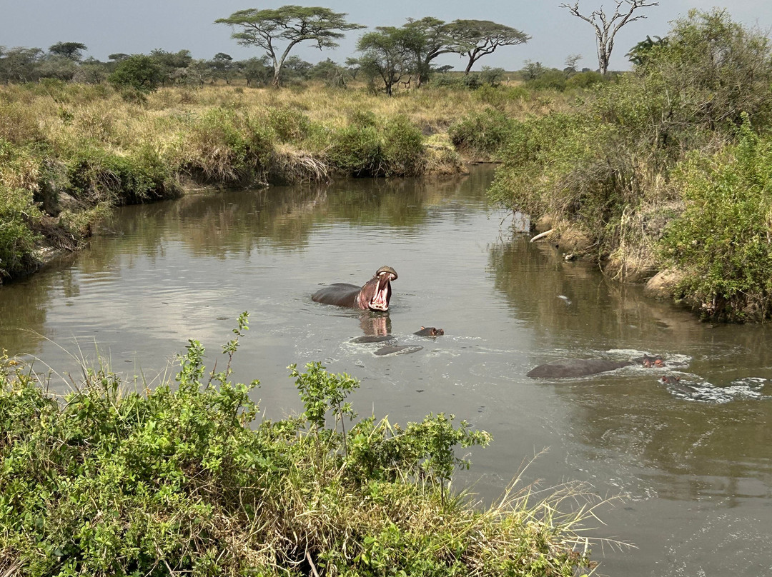 Serengeti Hippo Pool-塞伦盖蒂国家公园必去景点