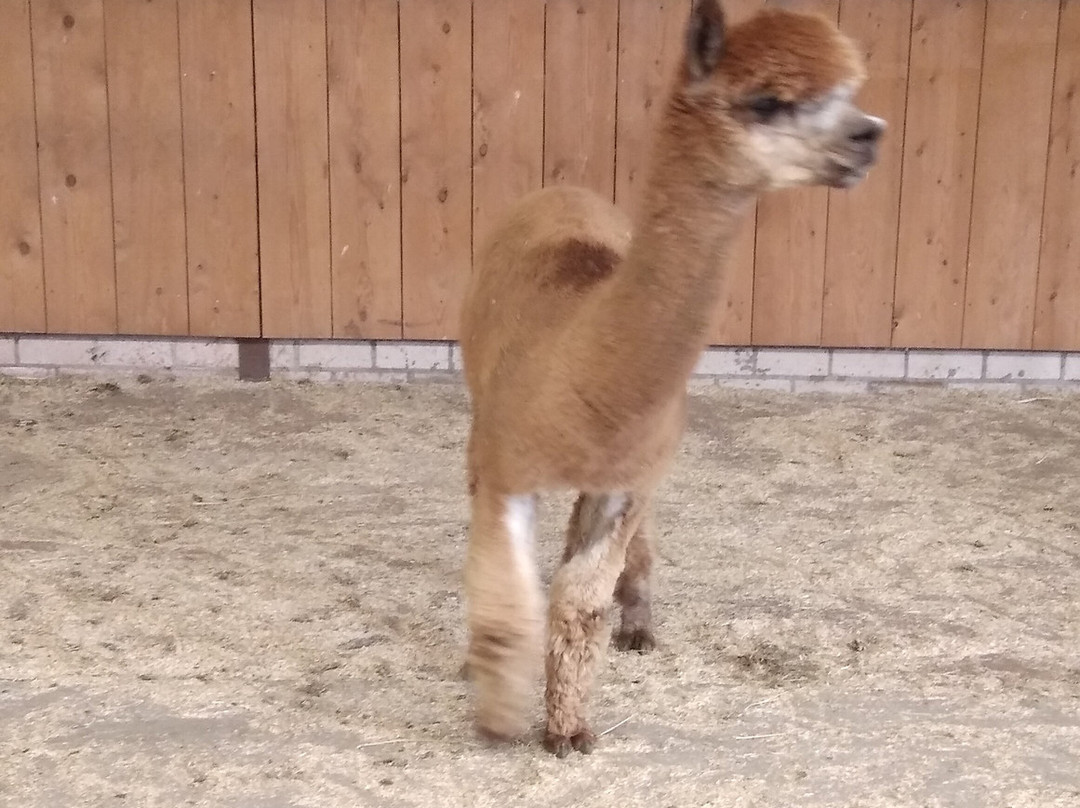 Alpacafarm Vorstenbosch-Vorstenbosch必去景点