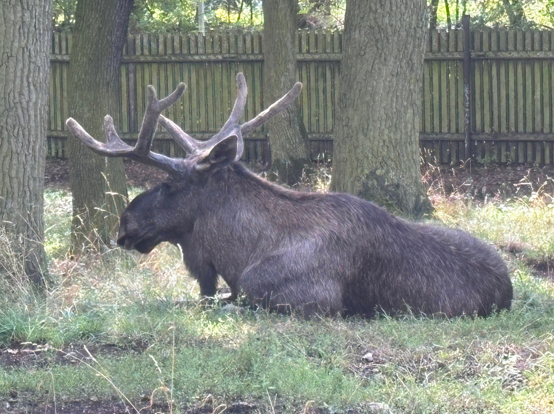 Zoopark Chomutov-霍穆托夫必去景点