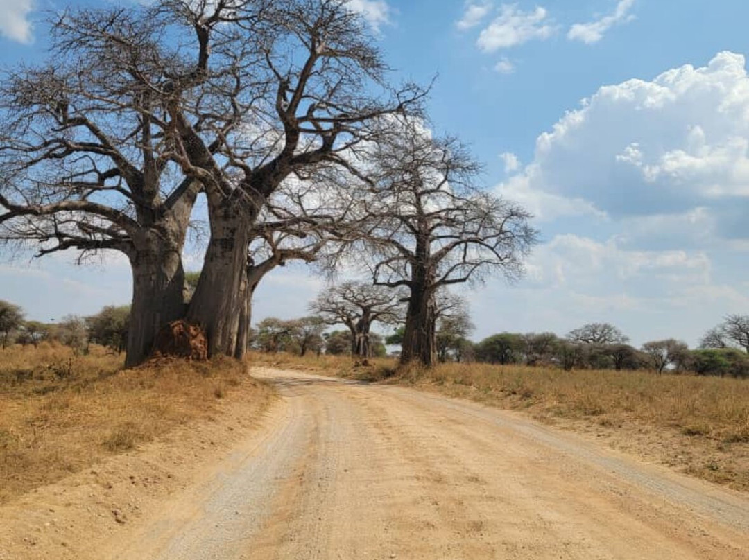 Tarangire National Park-塔兰吉雷国家公园必去景点