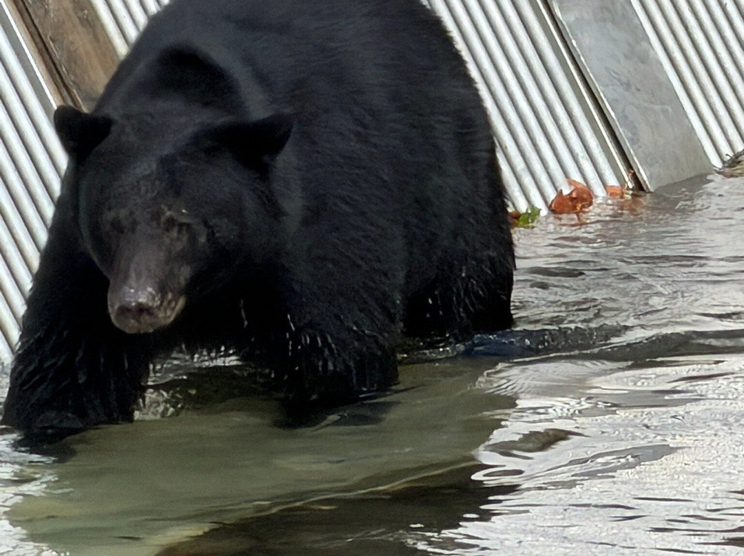 Quinsam River Hatchery-坎贝尔里弗必去景点