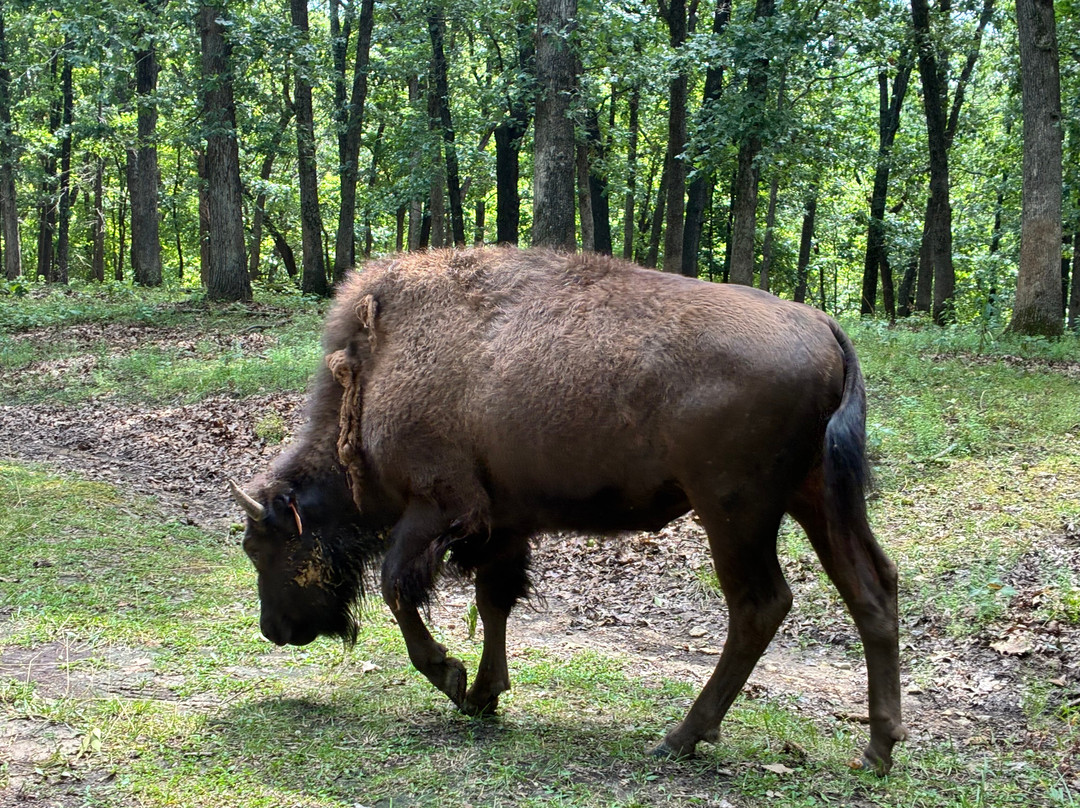 Lone Elk Park-圣路易斯必去景点