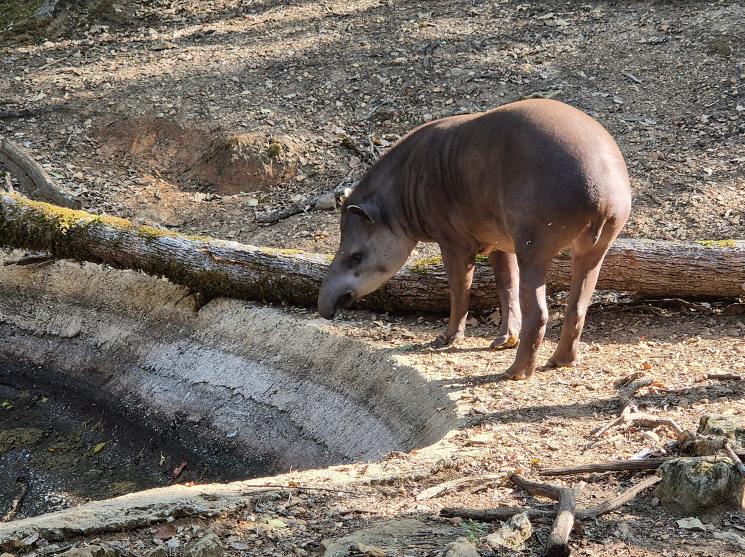 Réserve Zoologique De Calviac-Calviac-en-Perigord必去景点