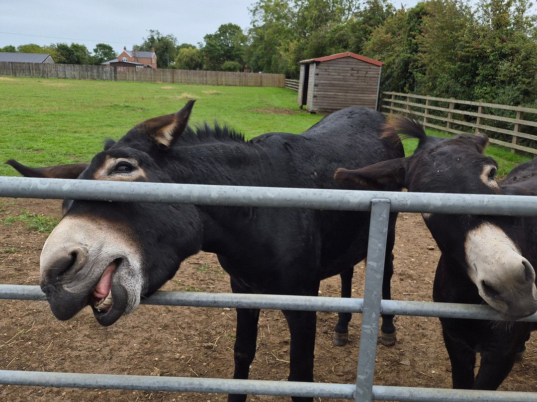 Radcliffe Donkey Sanctuary-Huttoft必去景点