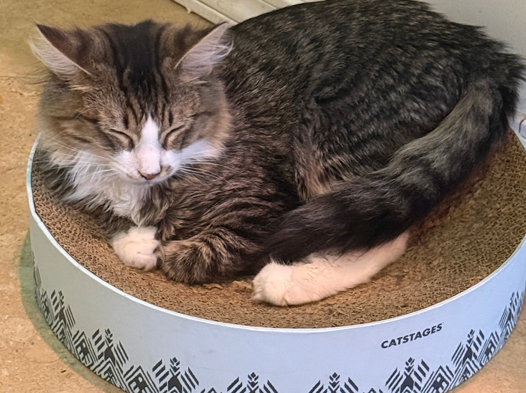 Cara's Cat Cafe
